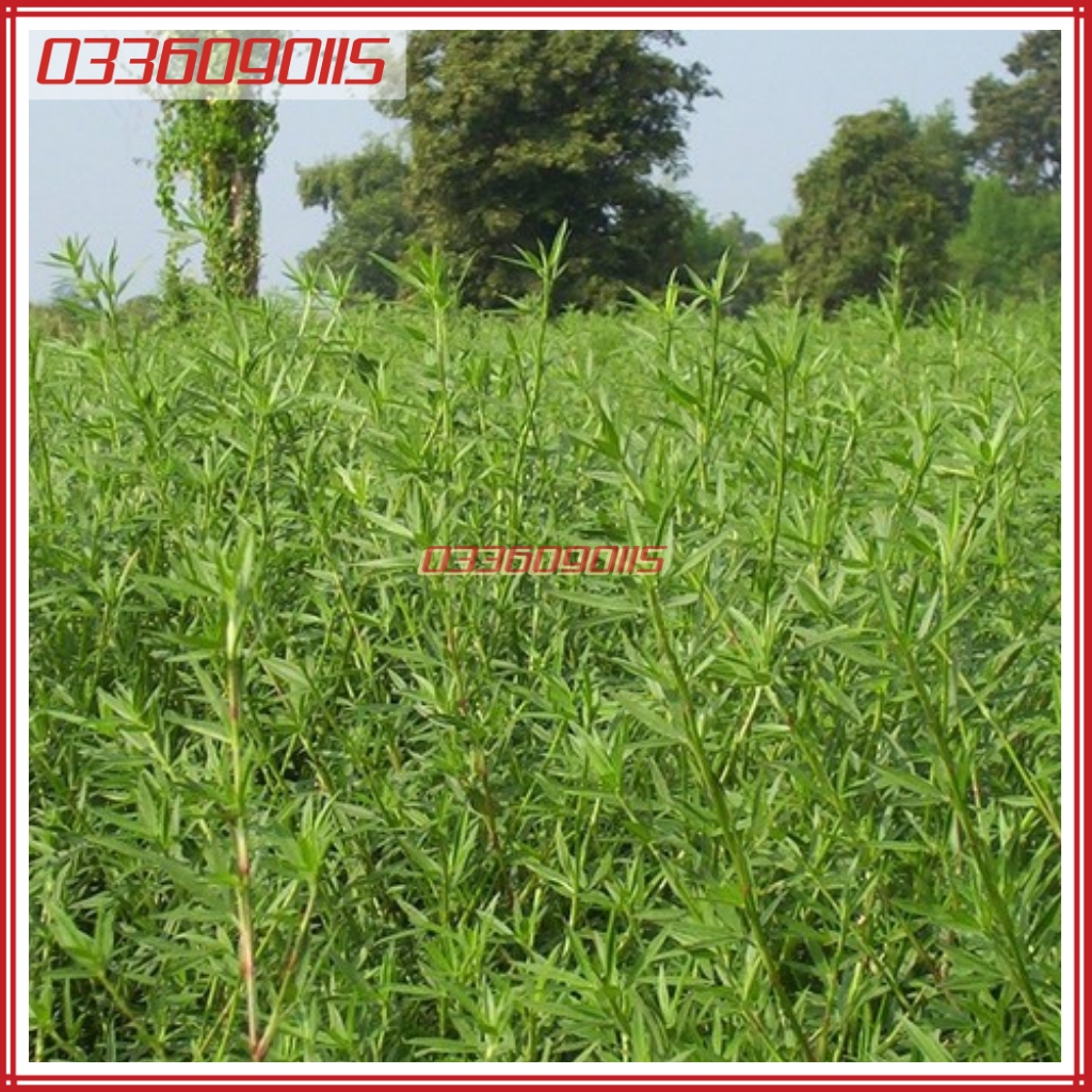 500g Hạt giống cỏ đậu stylo giàu dinh dưỡng dùng cho chăn nuôi - Hạt giống cỏ chăn nuôi loại 1