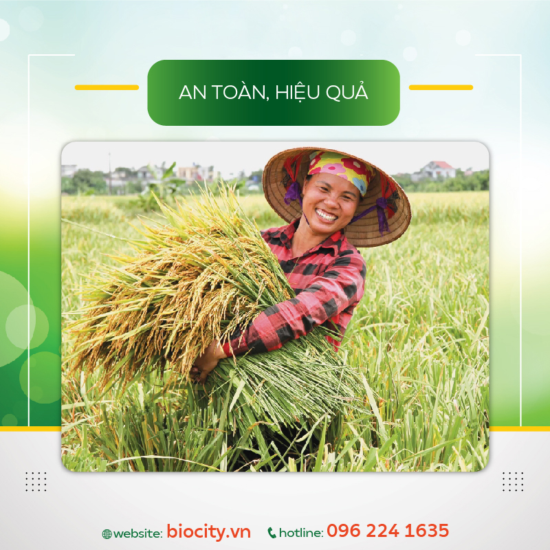 Phòng trừ đạo ôn lúa - đạo ôn cổ bông - Olala Đạo ôn 25g