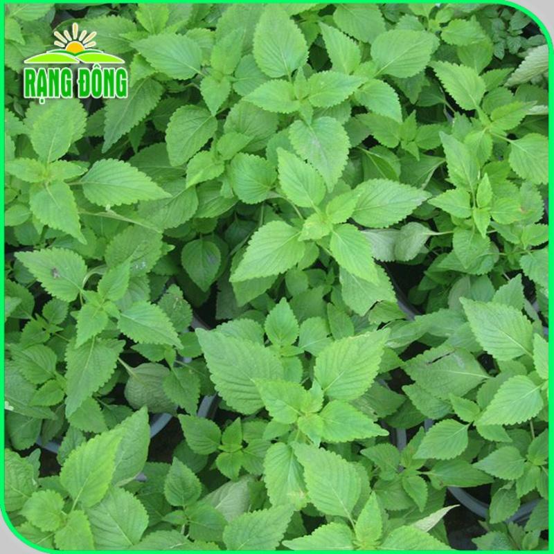 Hạt giống Kinh Giới Rado 11 (1g~1800 hạt) năng suất cao, kháng sâu bệnh, trồng quanh năm - Hạt giống Rạng Đông