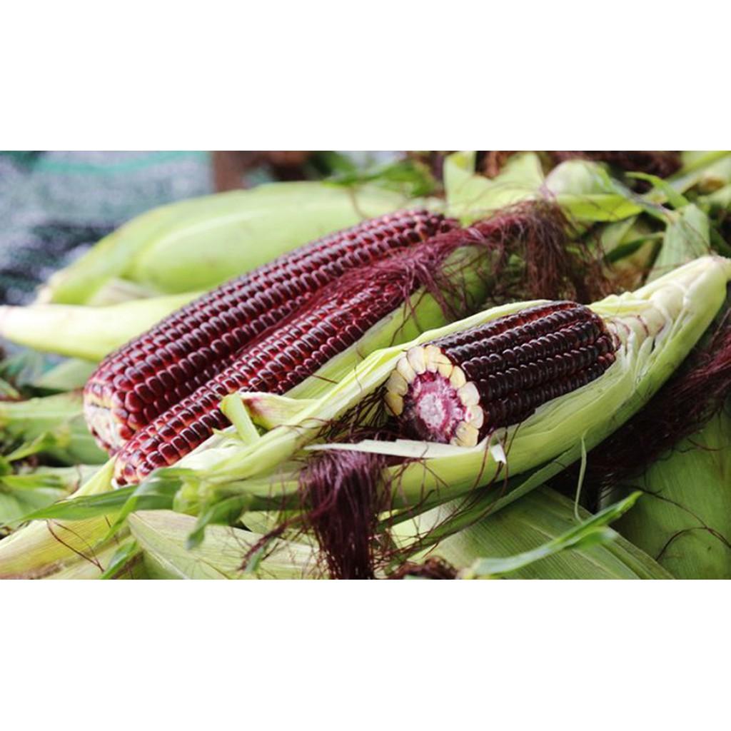 Hạt Giống Bắp Nữ Hoàng - 10g