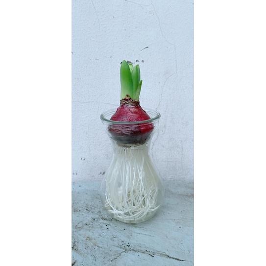 Củ Ông Tiên Thuỷ Sinh