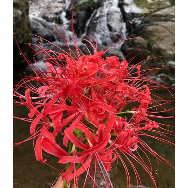 Combo 3 Củ giống hoa bỉ ngạn hoa màu đỏtặng kèm 3 viên nén