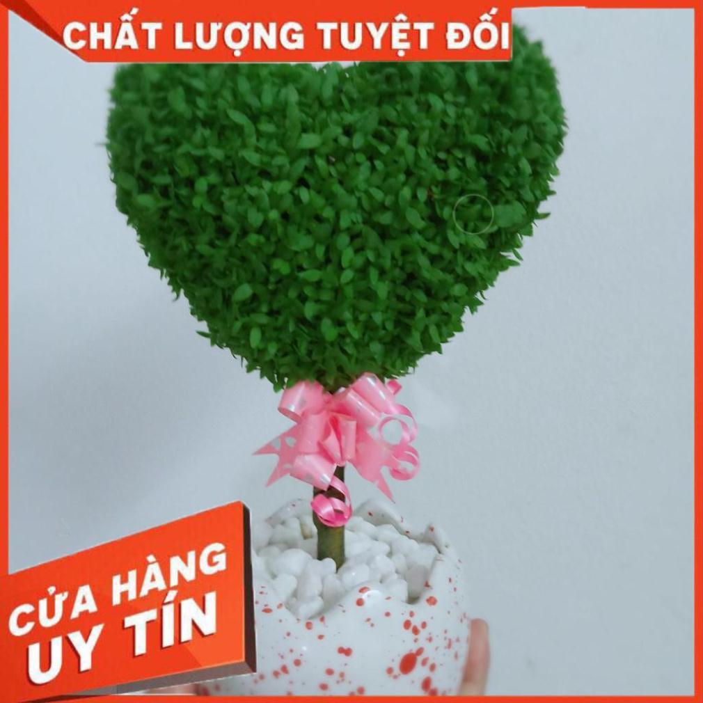 Chậu cây may mắn trái tim Nhiều Người Mua