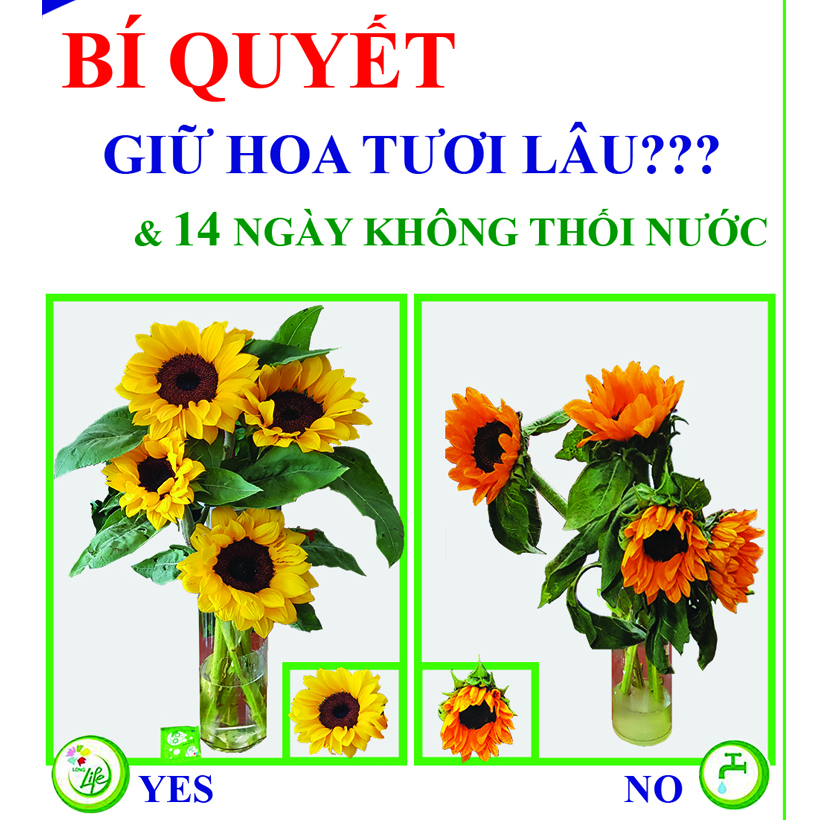 BỘT DƯỠNG HOA LONGLIFE SG CỦA ISRAEL BÍ QUYẾT GIỮ HOA TƯƠI LÂU GẤP 2 LẦN DÀNH SHOP HOA BẢO QUẢN HOA CẮM BÌNH, HOA CẮM XỐP TƯƠI LÂU VÀ KHÔNG THAY HOA ĐỊNH KỲ THÁNG