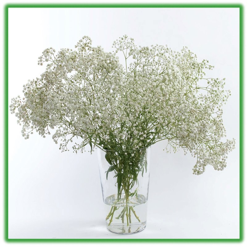 Bột Dưỡng Hoa Cắt Cành Longlife - Food for Cut Flowers - nhập khẩu ISRAEL giúp hoa tươi gấp 2 lần và 14 ngày không thay nước hay cắt tỉa lại gốc hoa