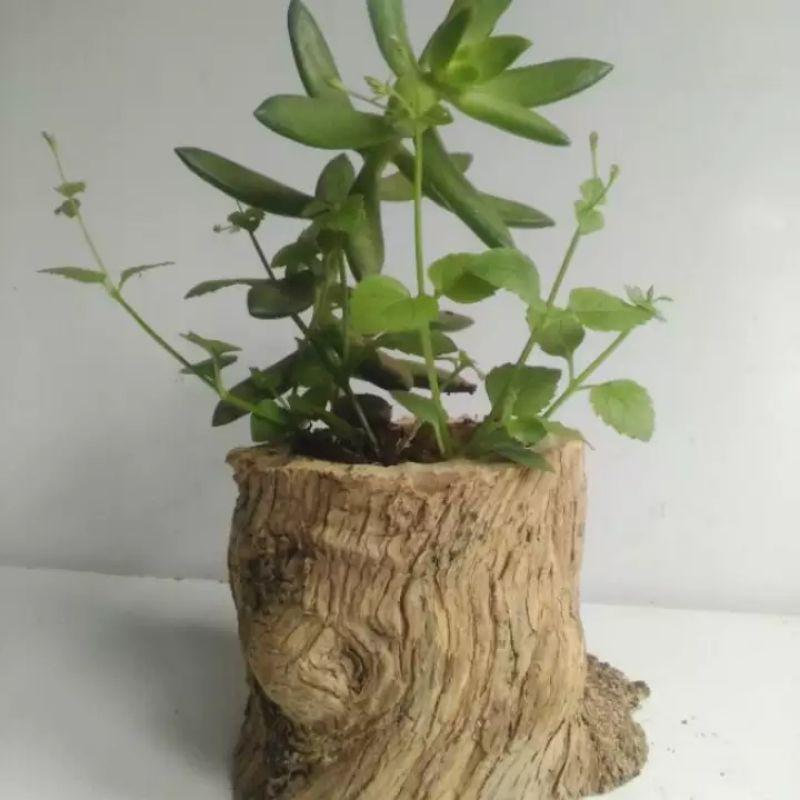 Chậu gỗ tự nhiên trồng sen đá