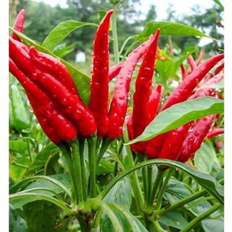 Hạt giống Ớt hiểm đỏ Chùm giống khỏe trái sai từng chùm lớn VTP199