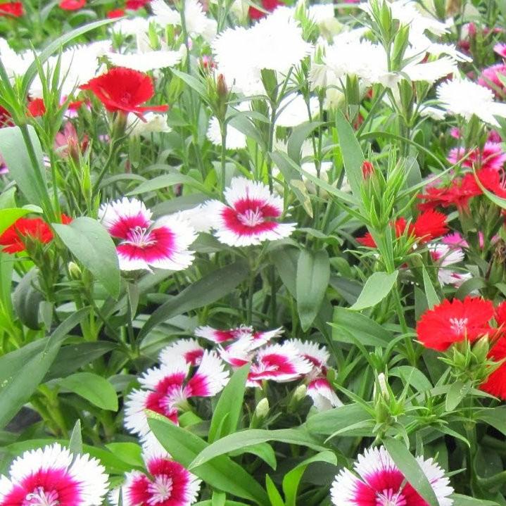 Hạt giống hoa cẩm chướng