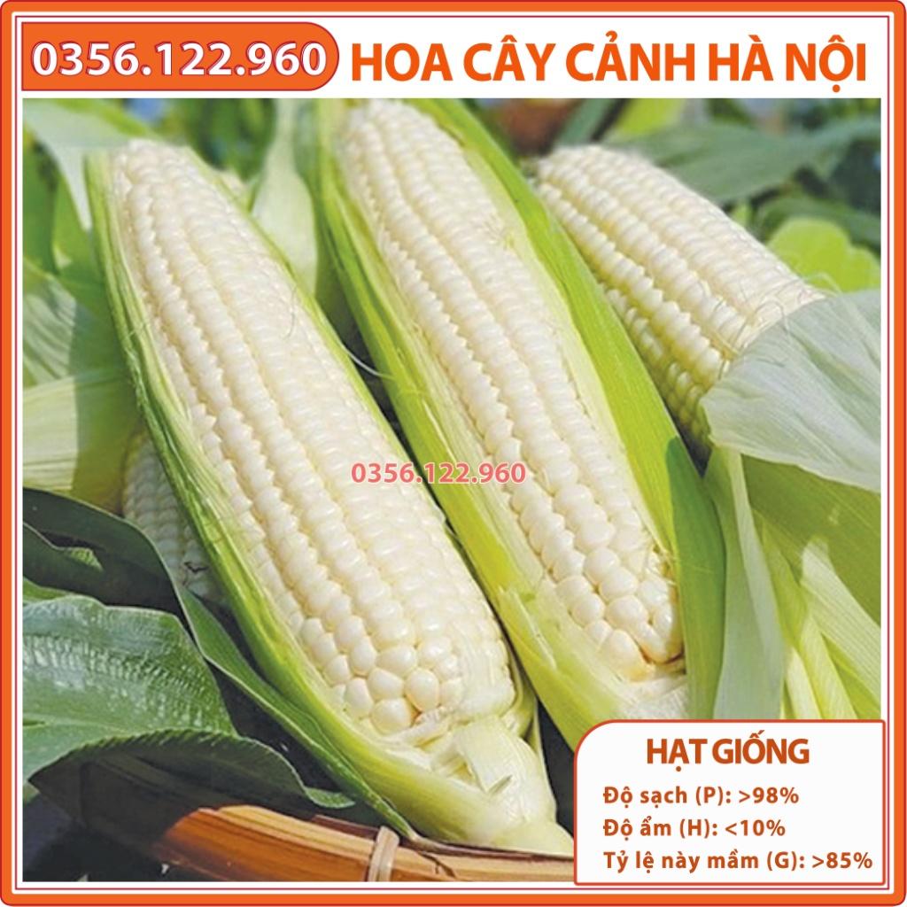 Hạt giống ngô nếp, bắp nếp F1 cao sản - gói 100g - ngô dẻo, thơm, bắp to, đều hạt