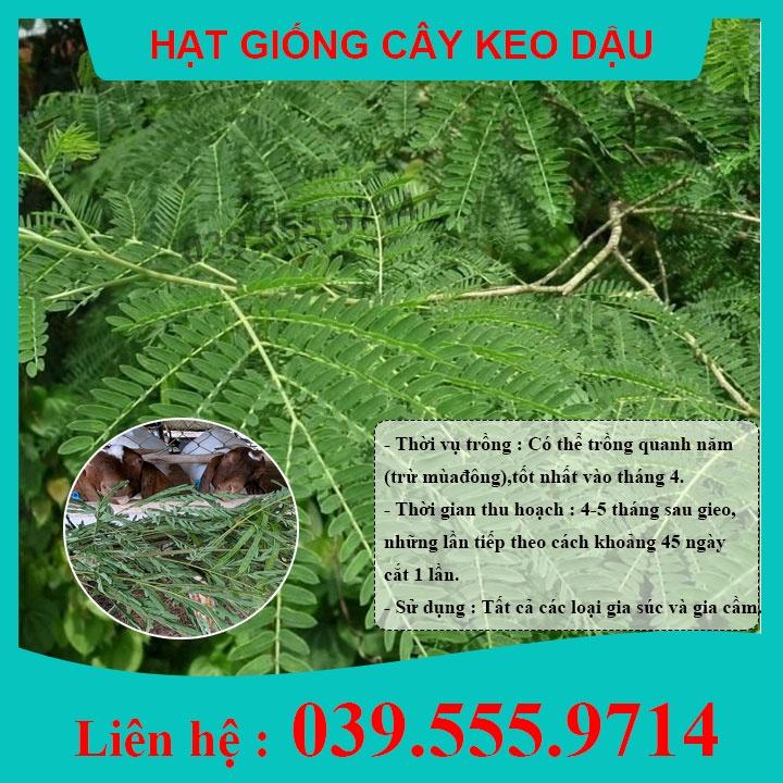 HẠT GIỐNG CÂY KEO DẬU 1KG - Hạt bình linh, keo giun làm thức ăn chăn nuôi