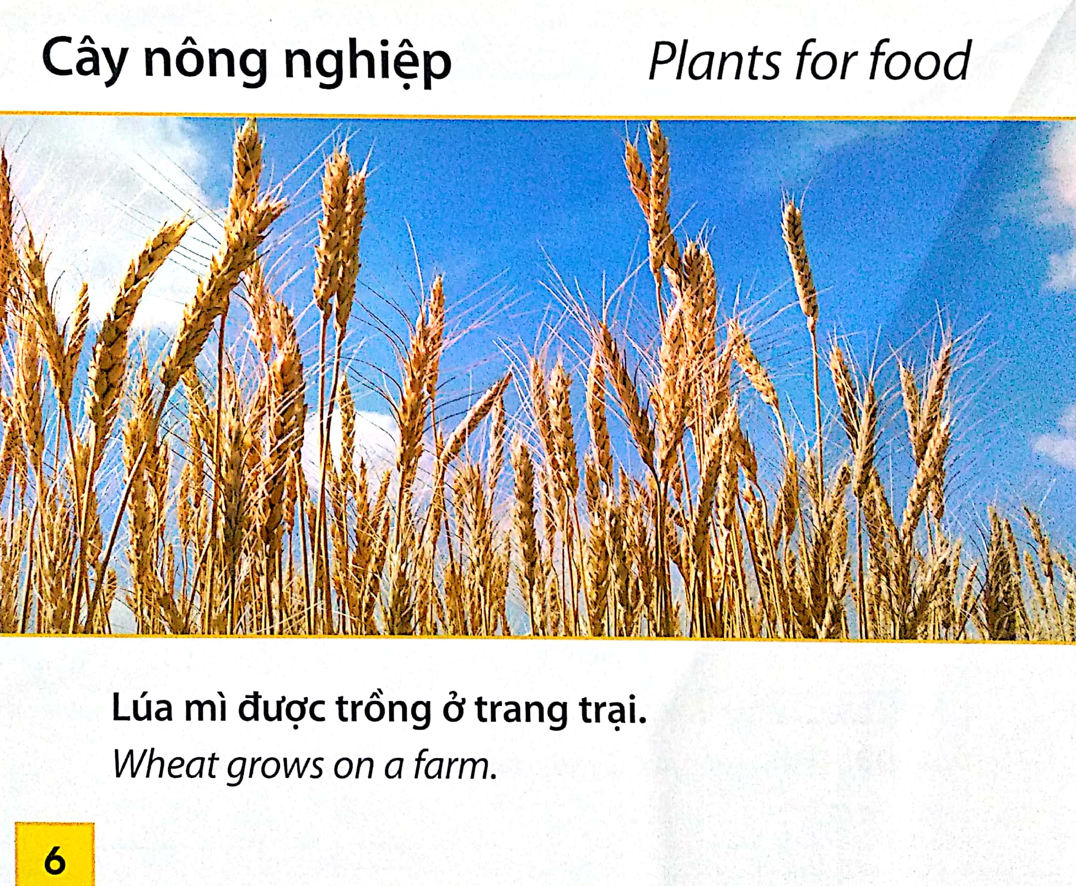 Thế Giới Trang Trại - Các Loài Cây Ở Trang Trại