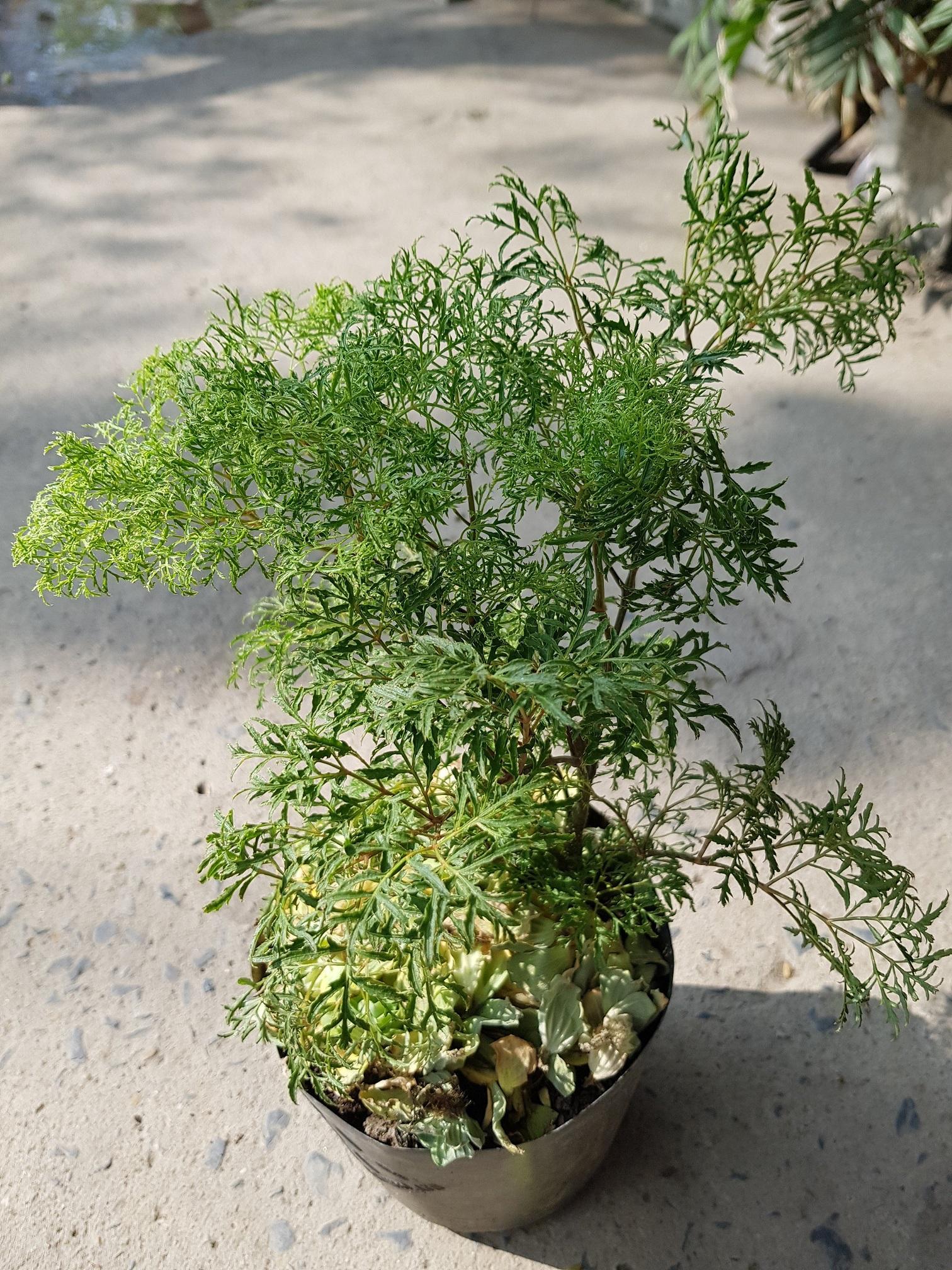 Đinh Lăng Lá Nhỏ