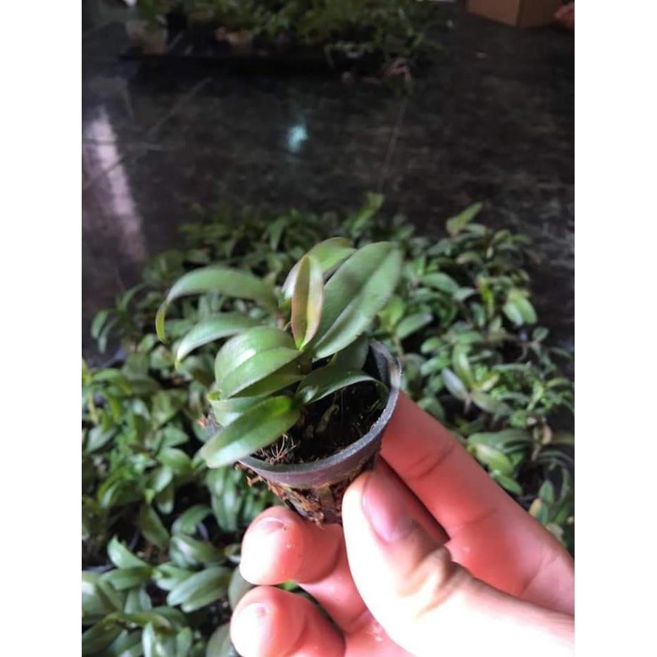 Dã hac châu như cây giống