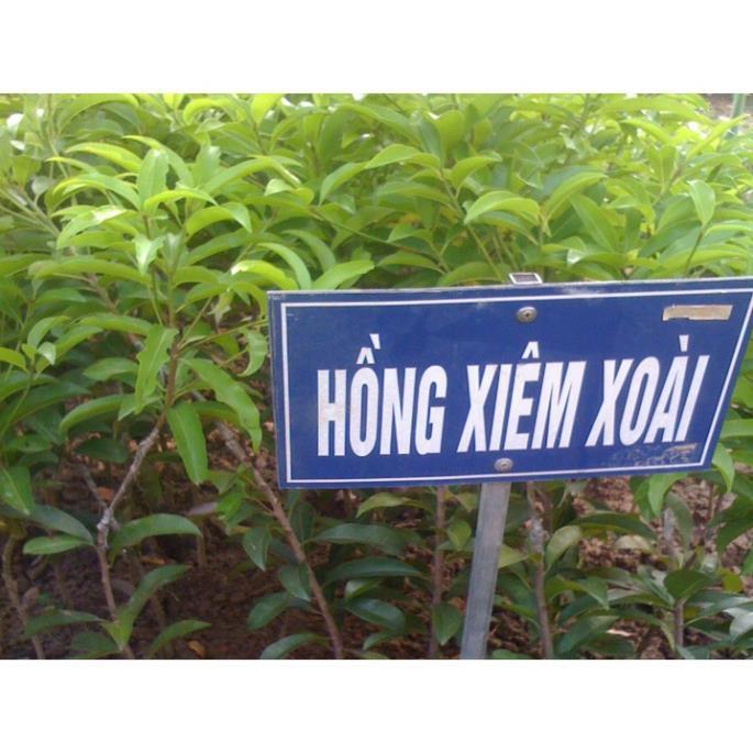 Cây giống hồng xiêm xoài