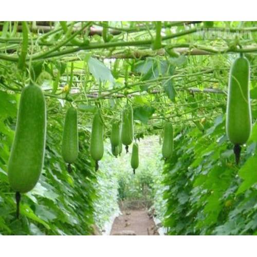 Hạt Giống Bí đao Chanh Dễ Trồng, Siêu Trái 0,2Gr - Phú Nông Seeds