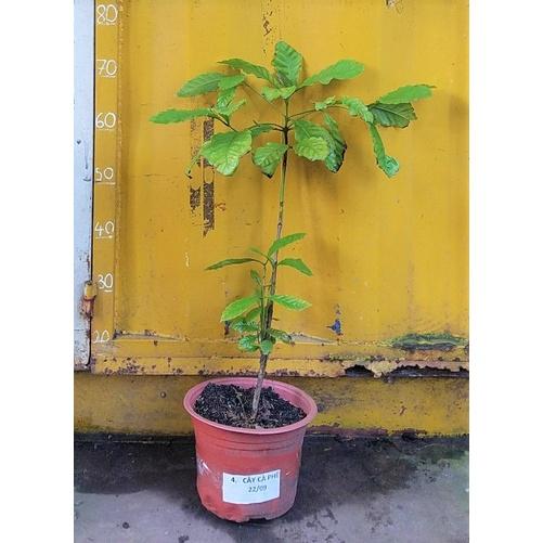 CÂY CÀ PHÊ TRỒNG CHẬU CAO HƠN 1M CHẬU TO NHƯ HÌNH.