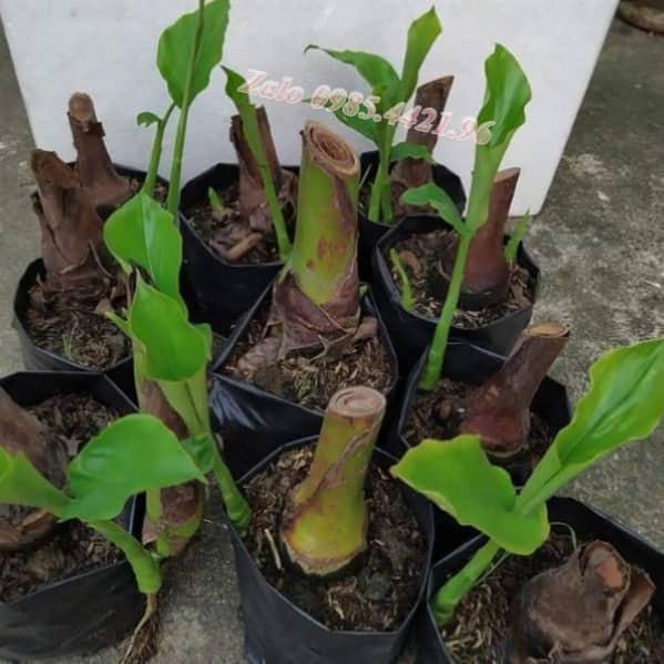 Củ giống cây hoa sen đa lộc