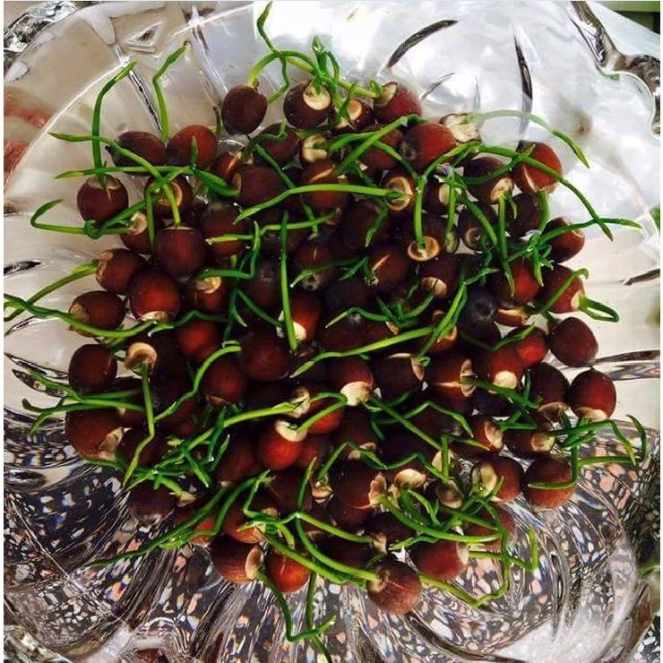 Hạt giống hoa sen mini nhật mix màu-Gói 8 hạt/tặng kèm gói kích mầm