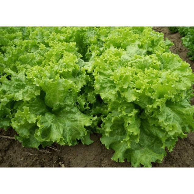 Gói 10 Gram Hạt Giống Xà Lách Xoăn Xanh + Mỡ Chịu nhiệt tốt kháng bệnh cao