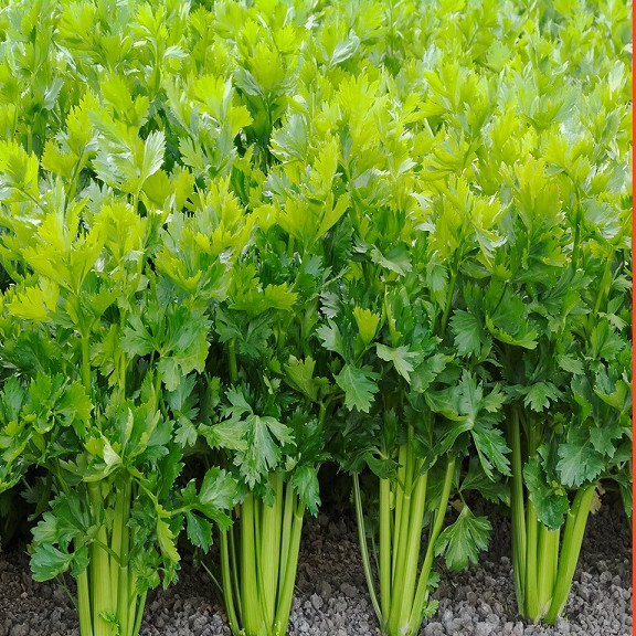 Hạt giống Rau Cần Tây - Nông Sản Vàng