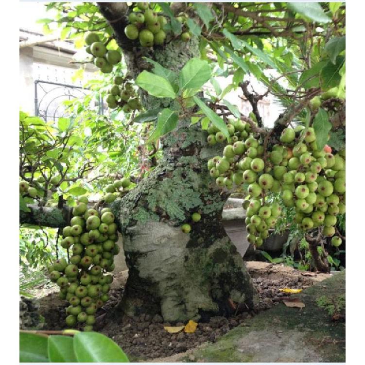 Hạt giống sung bonsai - 10 hạt/gói