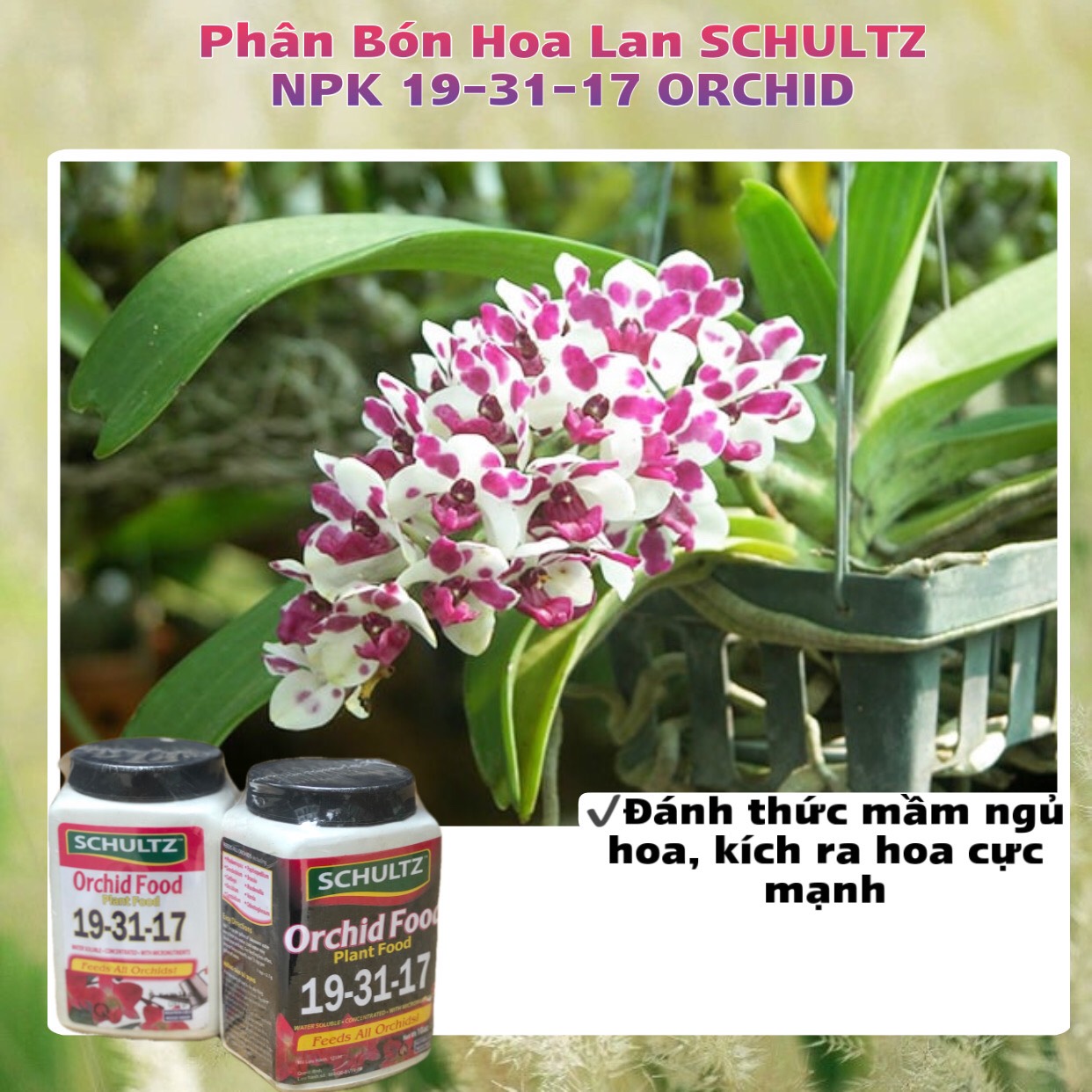 Phân Bón Hoa Lan SCHULTZ NPK 19-31-17 ORCHID Hũ 283g