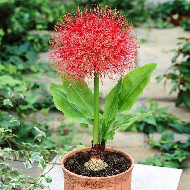 Combo 3 củ giống hoa hồng tú cầu