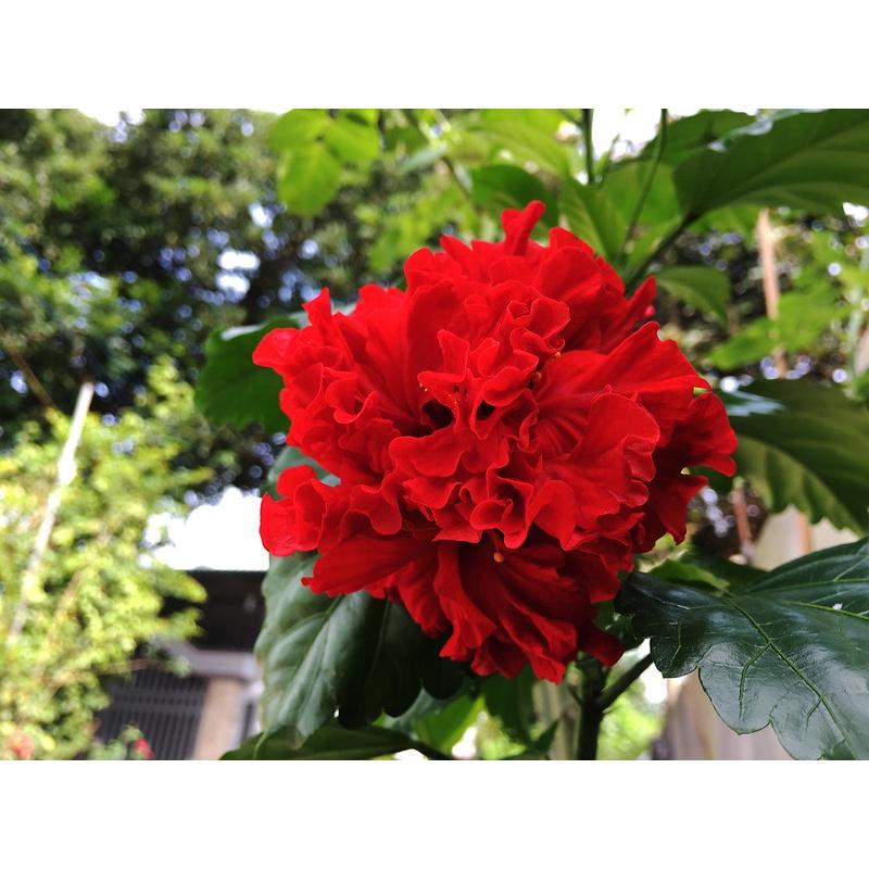 Chậu hoa dâm bụt đỏ kép - cây giống