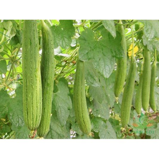 Hạt giống mướp hương Việt Nam siêu thơm - Rất Dễ Trồng, Thơm, Ngọt gói 2g