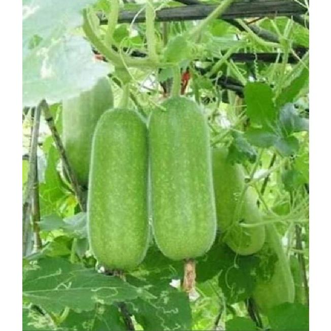 Hạt Giống Bí Đao Chanh AGRI WAXGOURD 999 - )