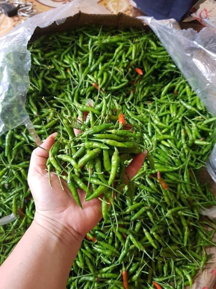 Cây ớt xiêm xanh trồng chậu ra trái cực nhanh