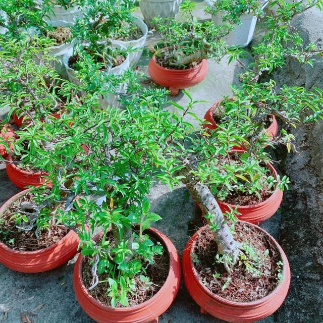 Chậu Mai Chiếu Thuỷ