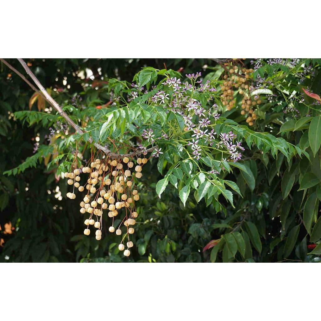 500 GRAM HẠT GIỐNG CÂY XOAN TA.