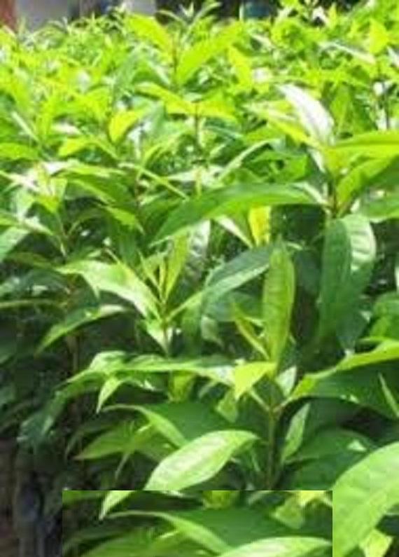Cây nhội giống, cây lá nhội vị chua hơi chát, gia vị hàng ngày có 50 công dụng tốt cho sức khỏe