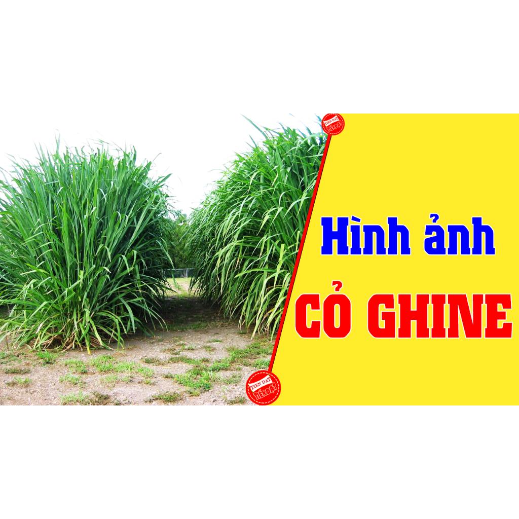 Hạt Giống Cỏ Chăn Nuôi, Cỏ Voi, Cỏ Xả -