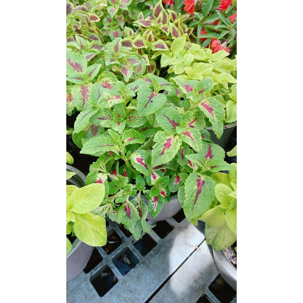 Chậu Cây Lá Gấm