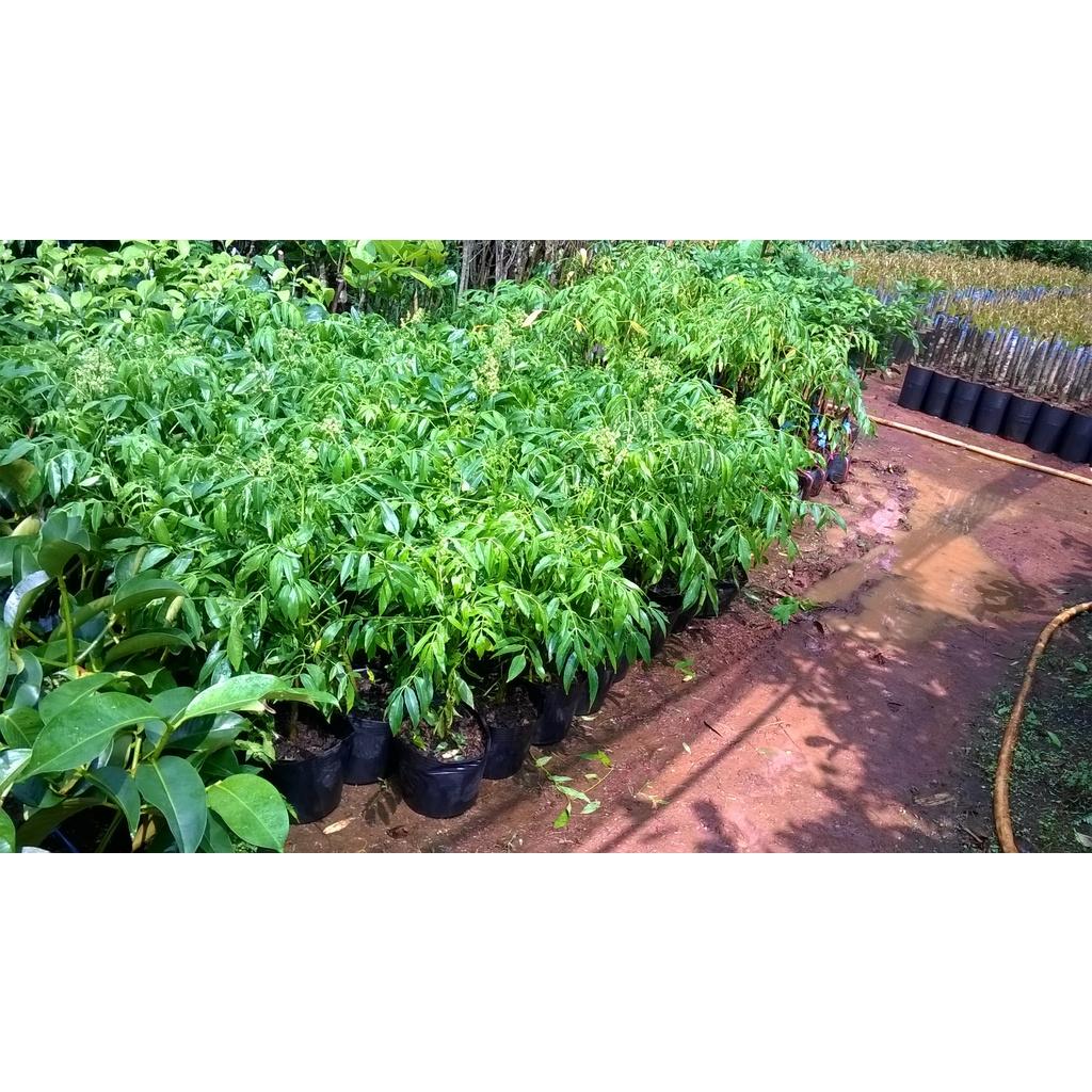 Cây giống Cóc Thái bầu nhỏ.