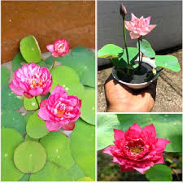 Xả hàng-----Củ Sen Trung Giống Jinse---Sale hè