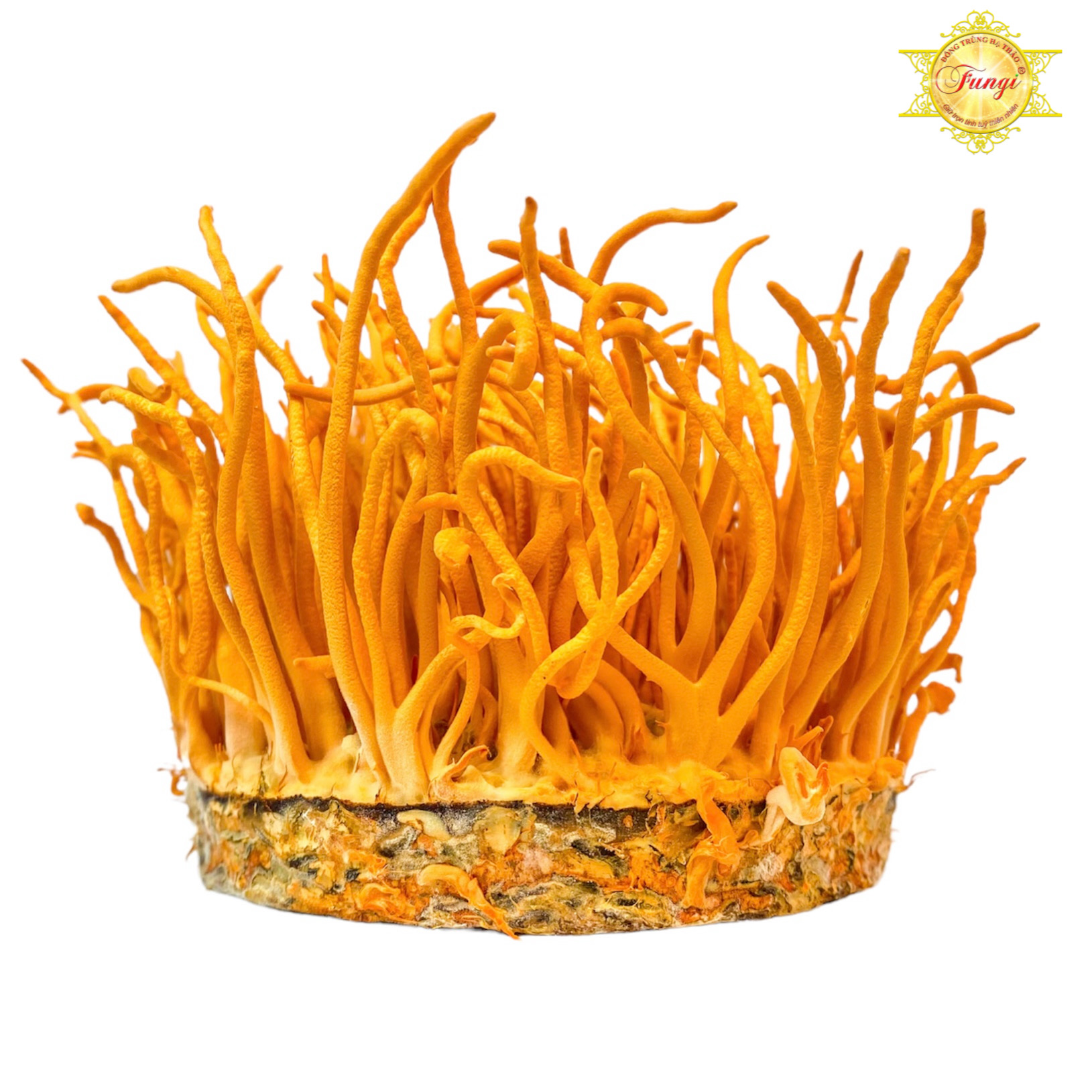 Đông Trùng Hạ Thảo Fungi Tươi 100Gram