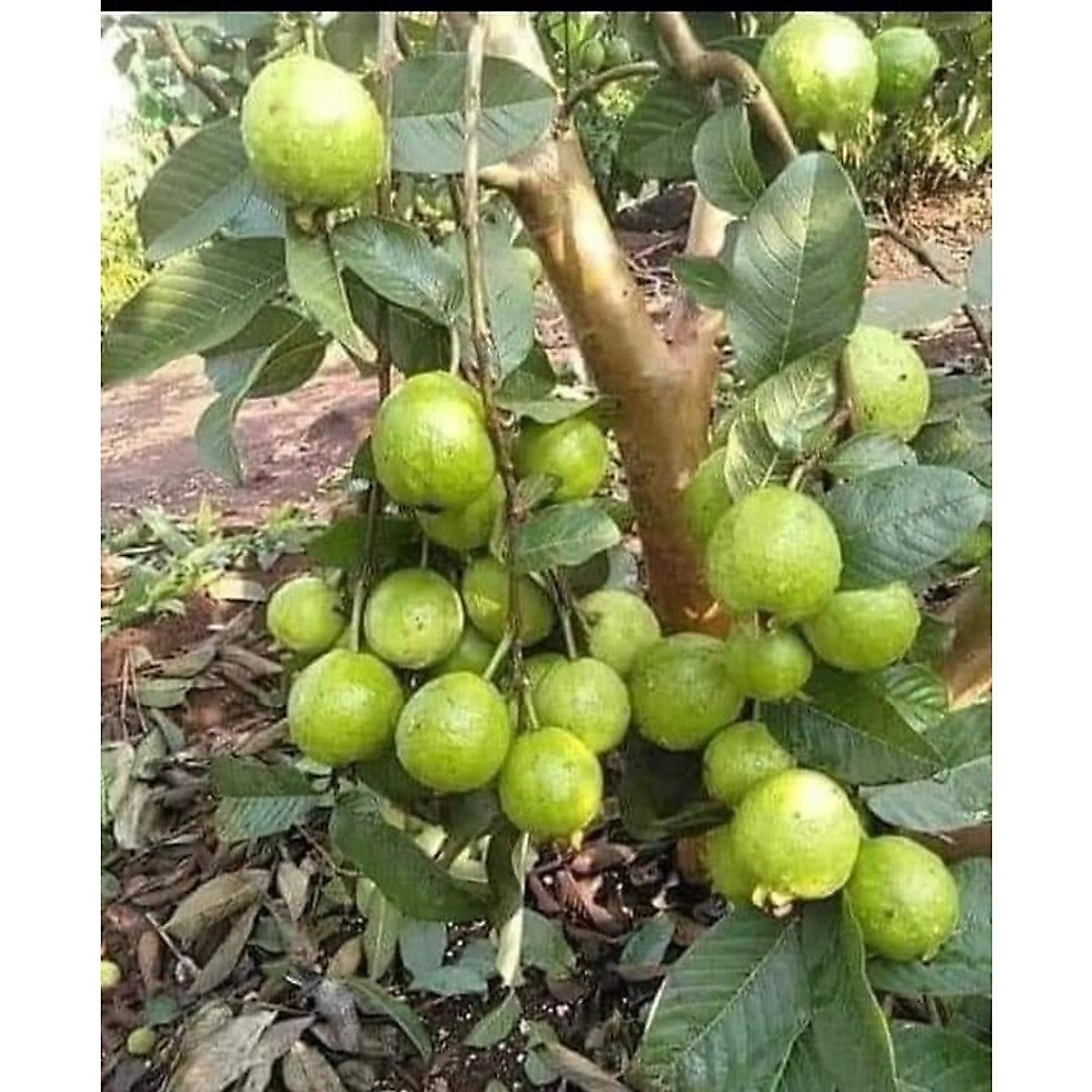 CÂY GIỐNG ỔI LÊ LÙN TRỒNG CHẬU TRÁI SỚM