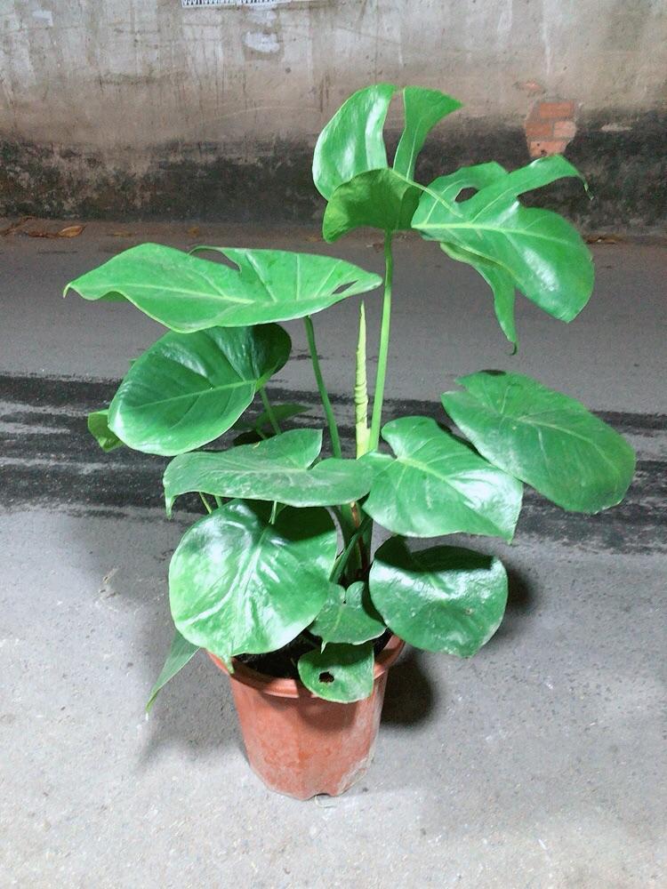 Cây Trầu Bà Lá Rách