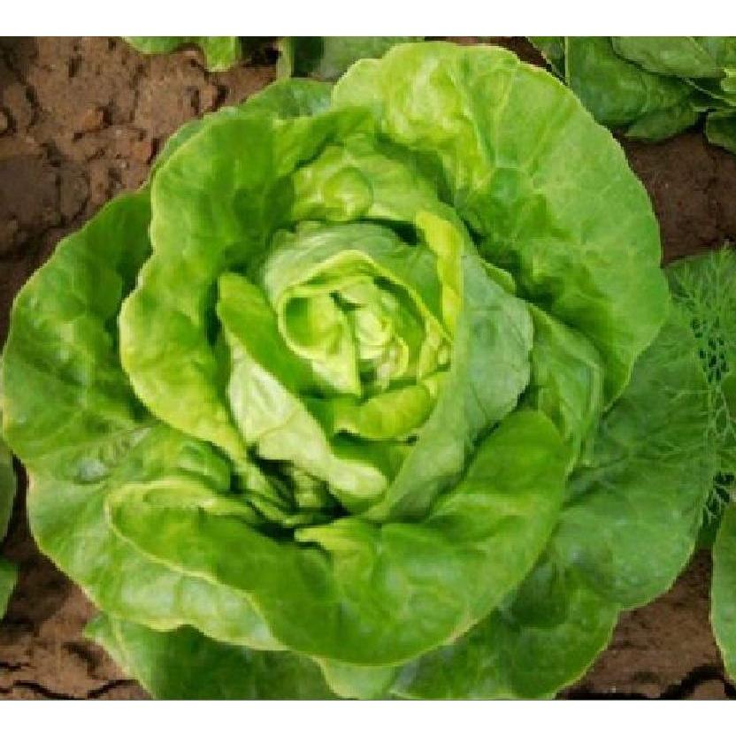 Hạt giống rau xà lách đăm xanh cao sản KNS3206 - Gói 2gram