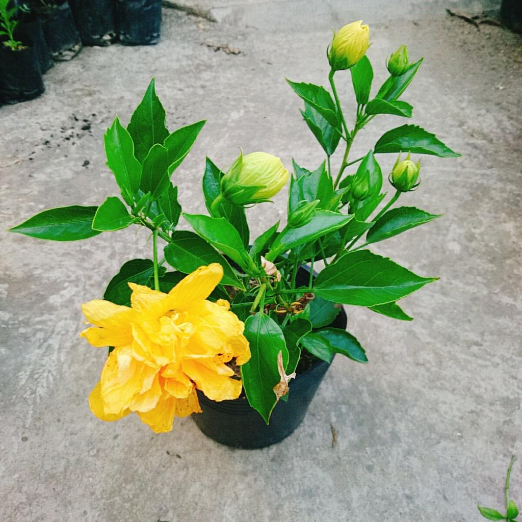Cây Hoa Dâm Bụt cánh kép - cây cảnh để trong nhà + tặng phân bón cho cây