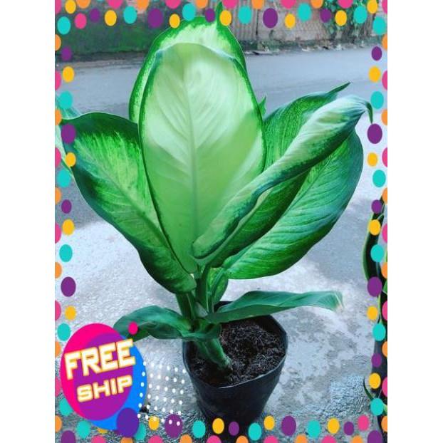 Cây Vạn Niên Thanh