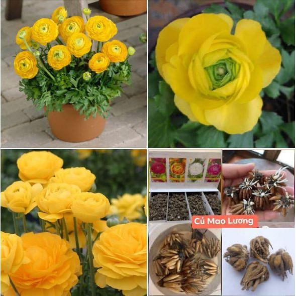 Củ hoa hồng mao lương màu vàng