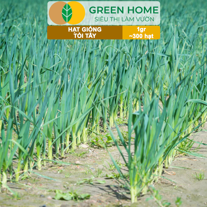 Hạt Giống Tỏi Tây GreenHome, Gói 1g~300 hạt, Giống Hành Baro, Dễ Trồng Quanh Năm, Kháng Bệnh Tốt G18