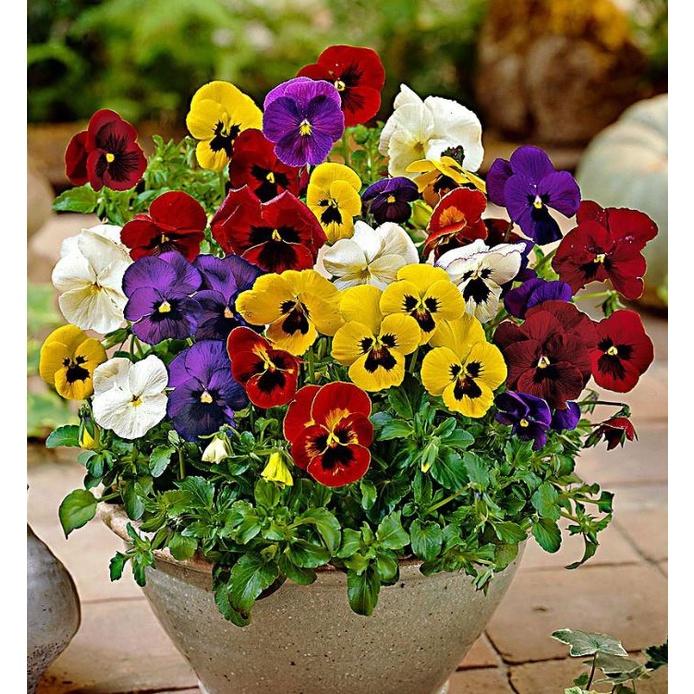 Combo 3 gói Hạt giống hoa pansy hoa cánh đơn nhiều màu/Gói 50 hạt-tặn 3 viên nén ươm hạt