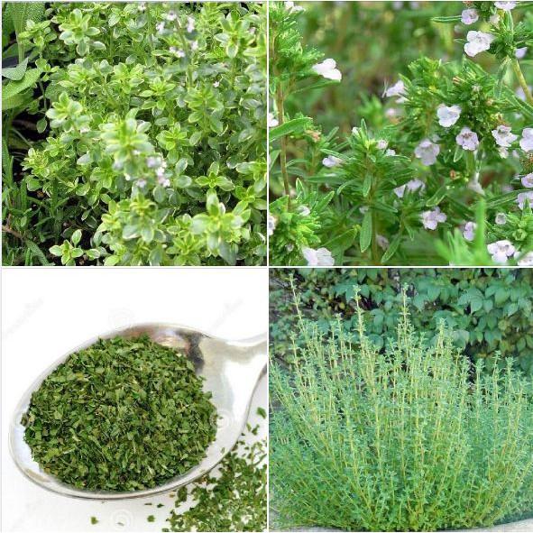 Hạt giống cỏ xạ hương - 100 hạt/gói