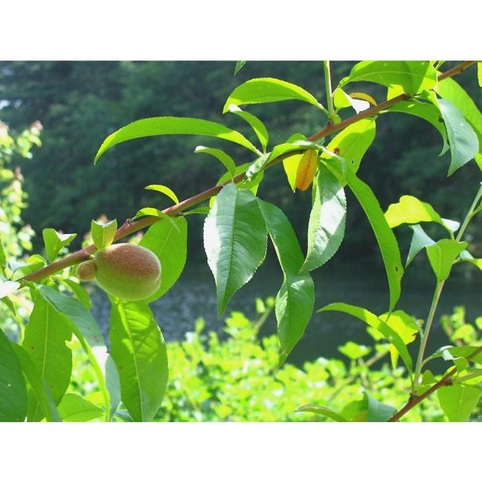 Cây đào tiên Nhật Bản cho trái sớm, cây giống khỏe dễ trồng ít sâu bệnh, cây thấp năng suất cao