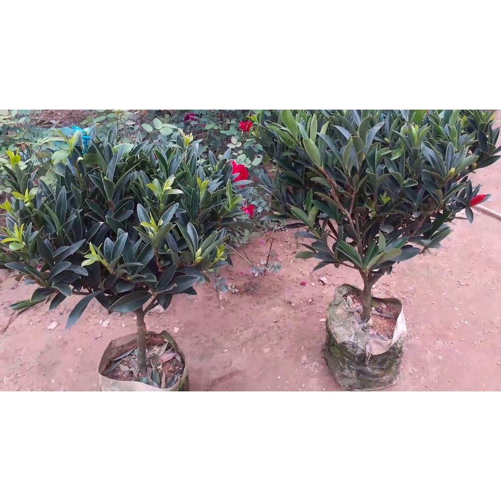 HOA TRÀ TỨ QUÝ TRUNG QUỐC DÁNG 1 THÂN -CHẬU ĐANG HOA, có 2 màu đỏ và hồng